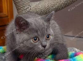 Ready now, Gccf Active registered blue and lilac British shorthair