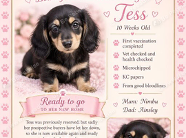 KC miniature dachshund