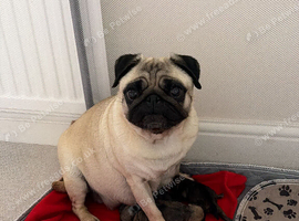 pug puppies