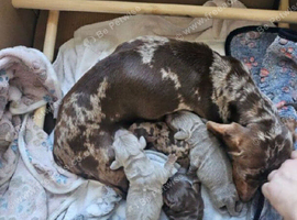 Stunning Miniature Dachshund Puppies