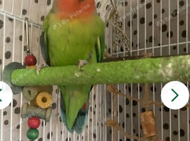 Beautiful semi tame male lovebird