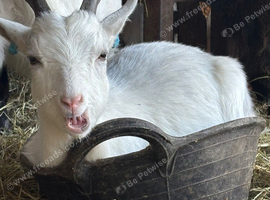 6 month old Pygmy wethers