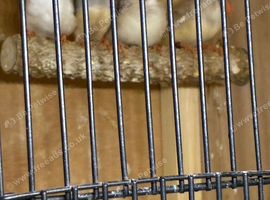 Zebra finches females