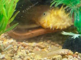 Lemon long fin bristlenose pleco