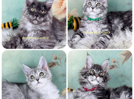 TICA registration Maine coon kittens Ready Now