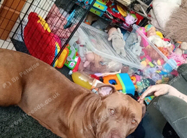 Beautiful girl bully