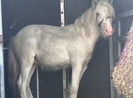 Mini cob colt