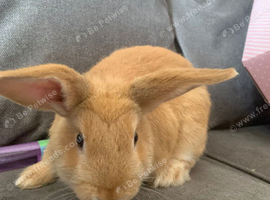 2 Rabbits&rsquo;s