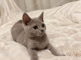 British short hair Russian blue