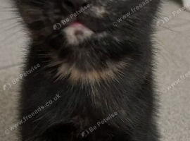 Beautiful kittens for sale