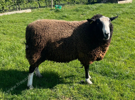 Zwartble Ram 2 year old proven