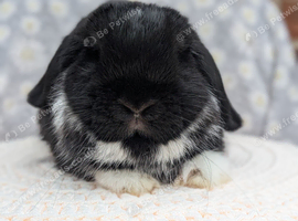 Mini lops