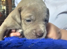 Cane Corso x Great Dane Puppies 6 Puppies Available