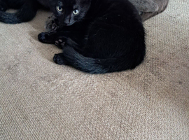 9 weeks black kittens