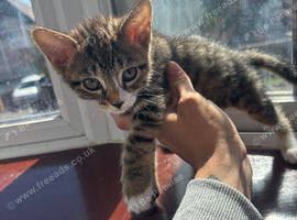 I have 4 brand new girl kittens looking for good homes