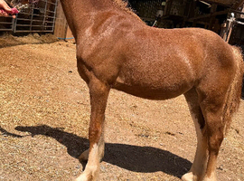 Smart Welsh x cob filly