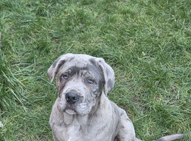 Beautiful Cane Corso
