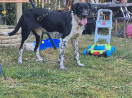 Beautiful female 10 month old German pointer cross collie