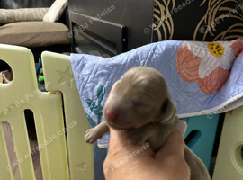 Kc Miniature dachshund
