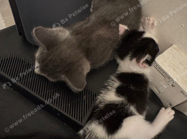 12 week old kittens