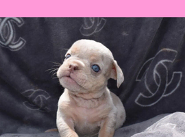 Stunning Litter of Exotic English Bulldogs READY TO LEAVE