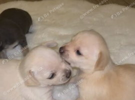 &ldquo;Purebred Chihuahua Puppies &ndash; 3 Girls