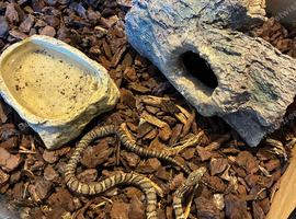 Russian Rat Snake with Setup