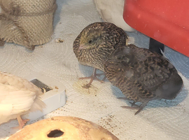 Button quail