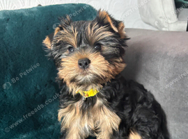 Beautiful puppies ready for new homes!