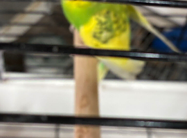 Colour budgies for sale