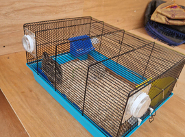 Baby quails