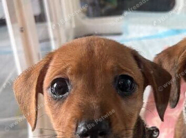 Dachshund cross