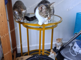 Kittens