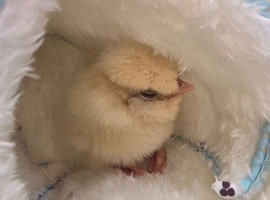 Poland/ Polish chicks for sale