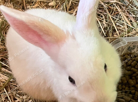 Blue eyed white babies