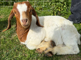 Entire Boer Goat Kids