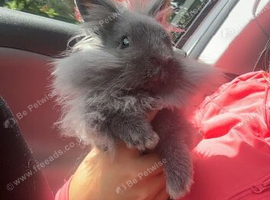 Dwarf male grey lion lop head