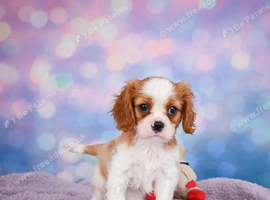 Beautiful Family-Raised  Cavalier King Charles Spaniel Puppies
