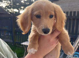 Stunning EE Red Long haired miniature dachshund puppy