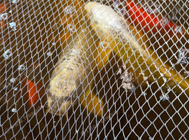 Large koi 18-24 inches