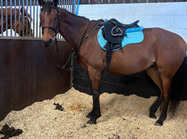 Stunning 16.2 mare