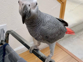 African grey