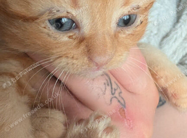 4 beautiful kittens