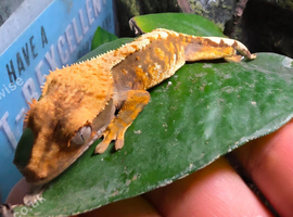Baby crested geckos