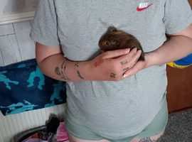 2 male guinea pigs