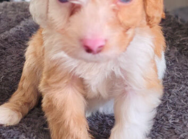 Cockapoo f1 pups &times;3