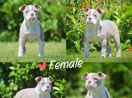 REDUCED!!!Both vaccines ready now! Olde English bulldogs olde tyme bulldogs