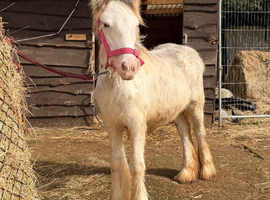Stunning Grey Blagdon Filly