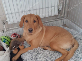 Red lab girl Rosie 5 months old