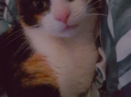2 beautiful kittens available